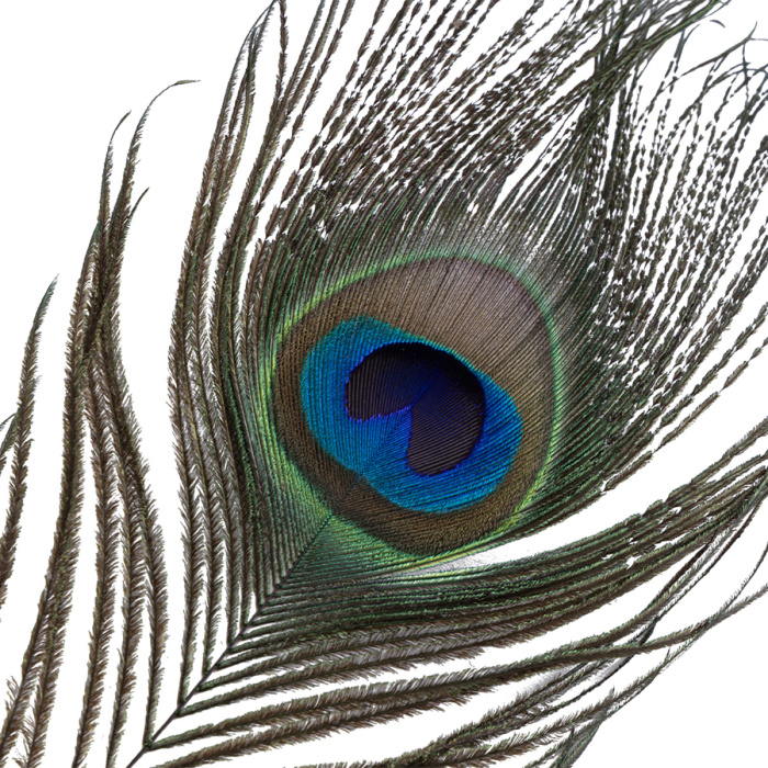 Sevanda Natural Peacock Flirting Feather Tickler - Afbeelding 6